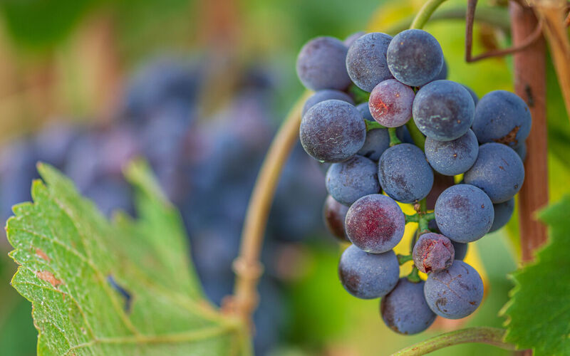 Arpepe, degustazione da non perdere