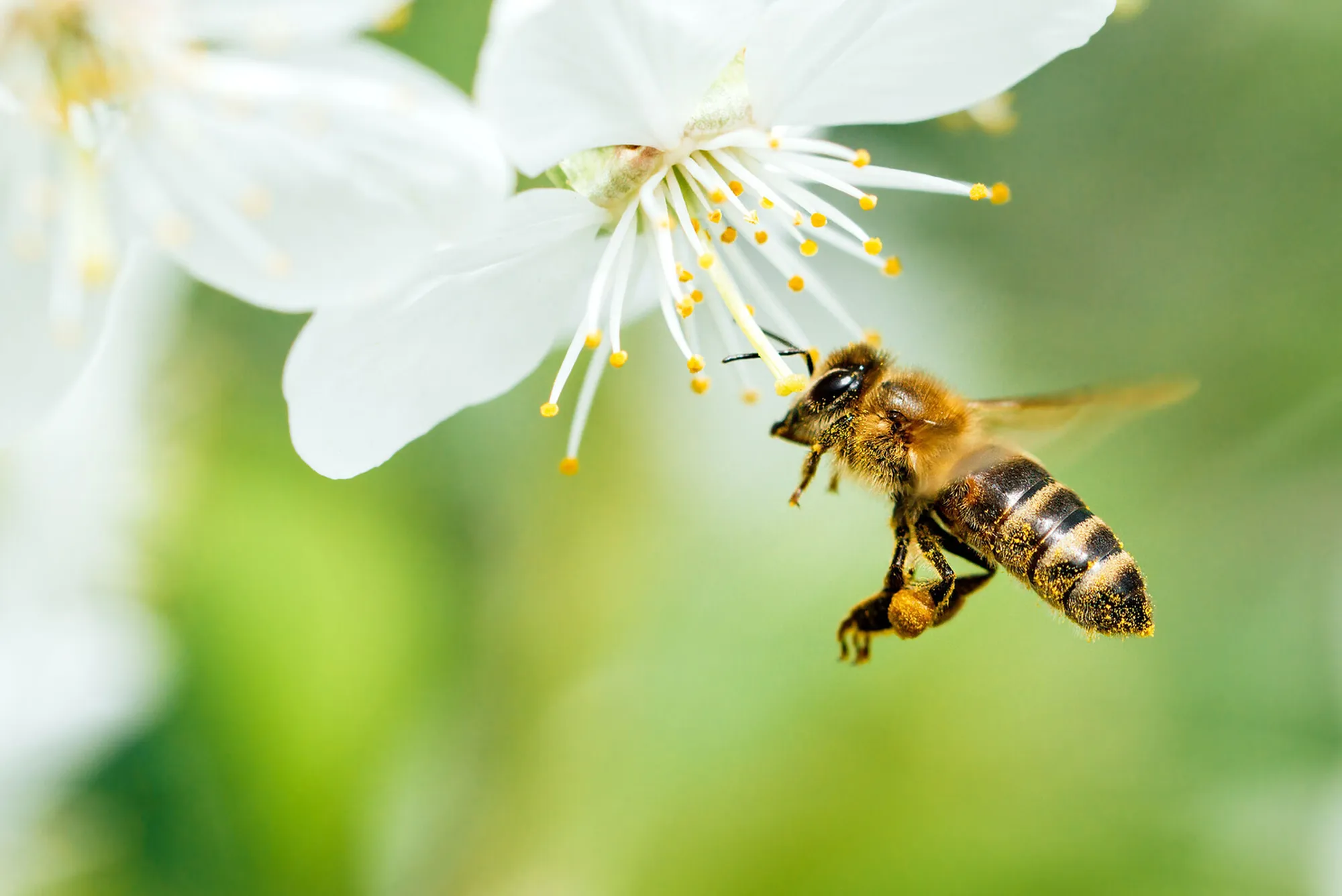 Biodiversità e ambiente, un progetto con le api