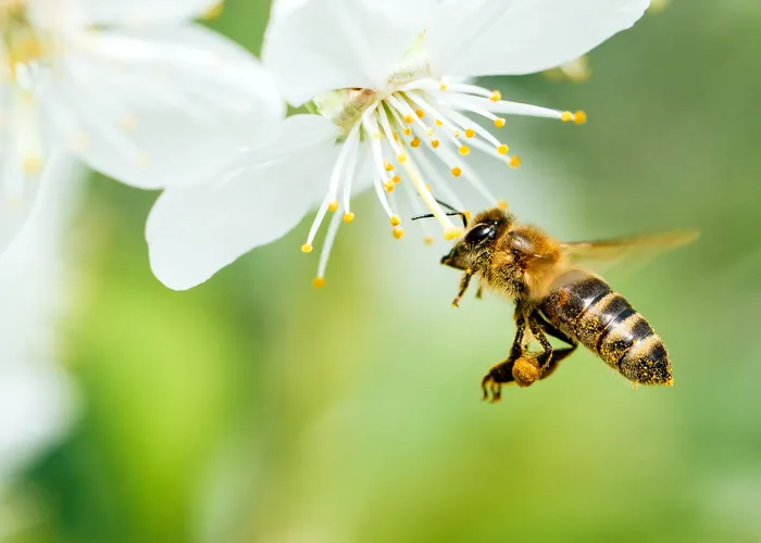 Biodiversità e ambiente, un progetto con le api
